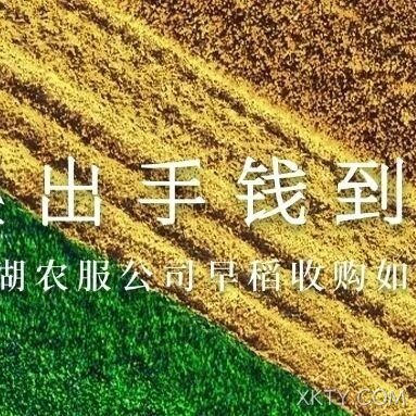 粮出手钱到手 | 海阳农服公司早稻收购如火如荼