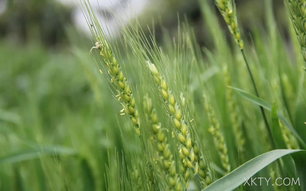 喜讯|【海阳·虾稻香米】荣登2020年度“中国好粮油”
