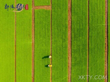 2018.6.13  “XKTY.COM”大米品牌成为山东稻米区域重点建设品牌